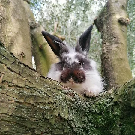 Solstizio D'estate San Felice del Benaco
